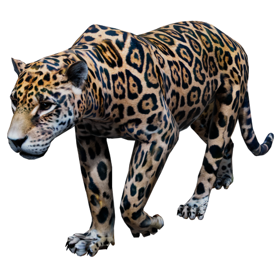 Deforestation in the Amazon